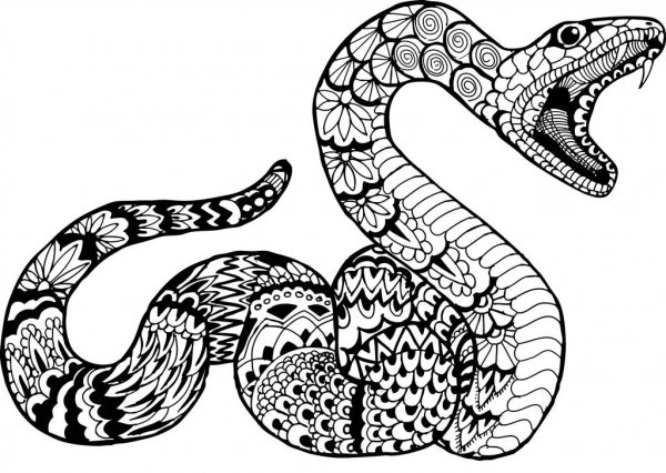Coloring page hungry anaconda begins the hunt